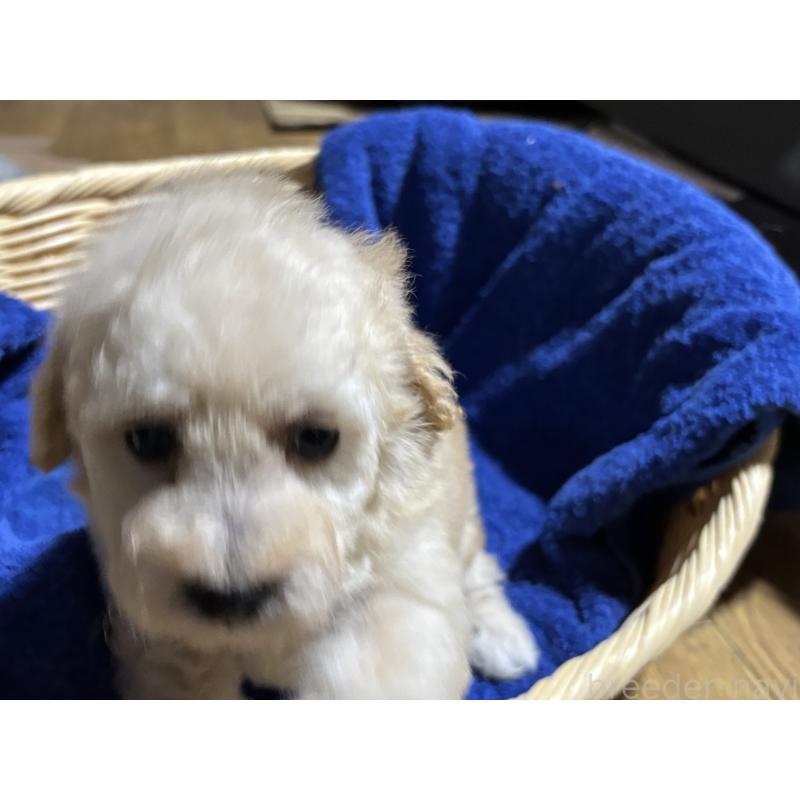 販売中の千葉県のトイプードル-430004の5枚目