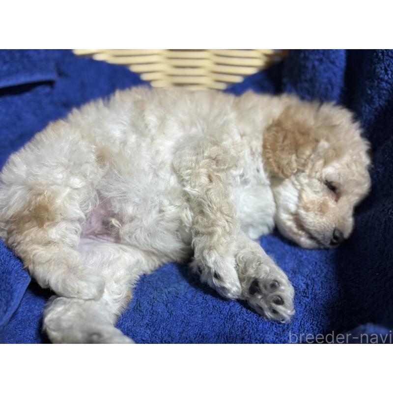 販売中の千葉県のトイプードル-430002の6枚目