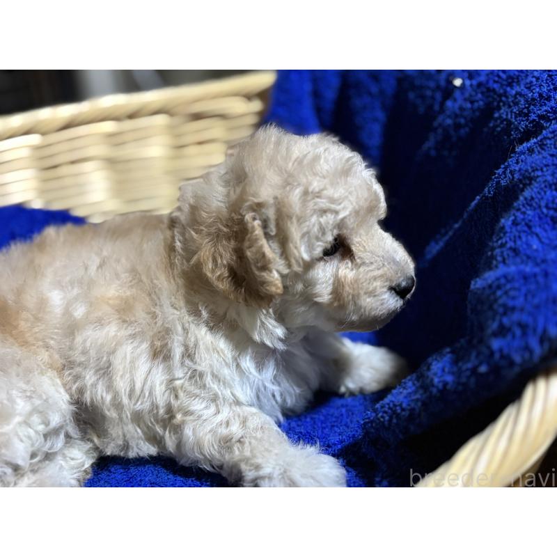 販売中の千葉県のトイプードル-430002の5枚目