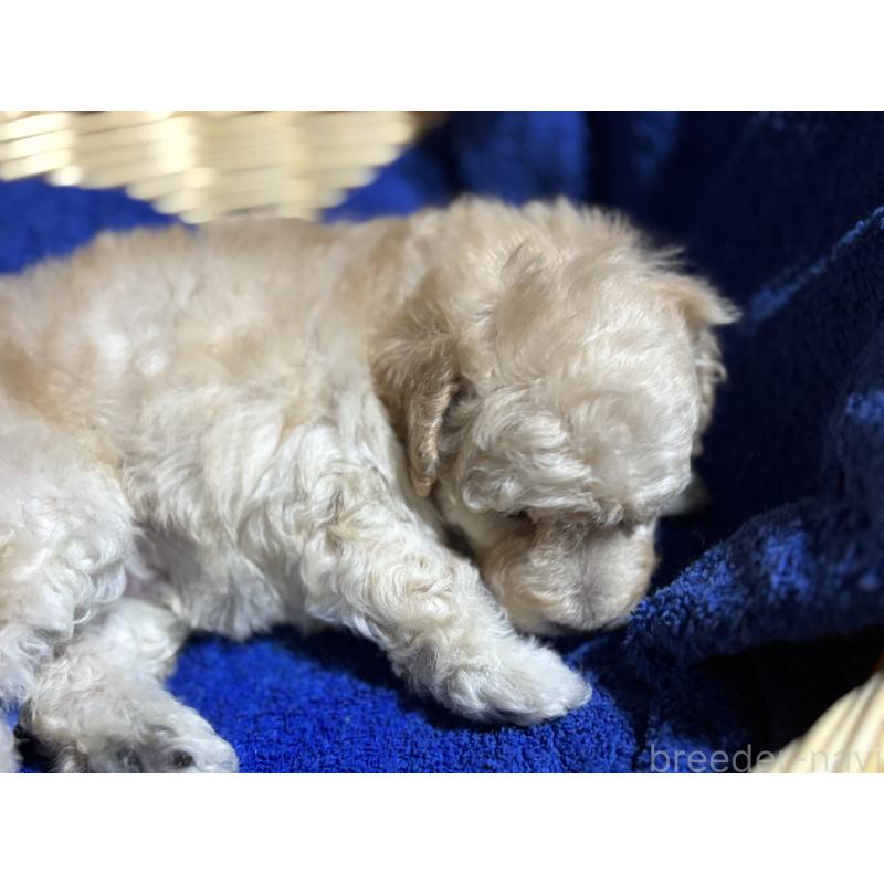 販売中の千葉県のトイプードル-430002の4枚目