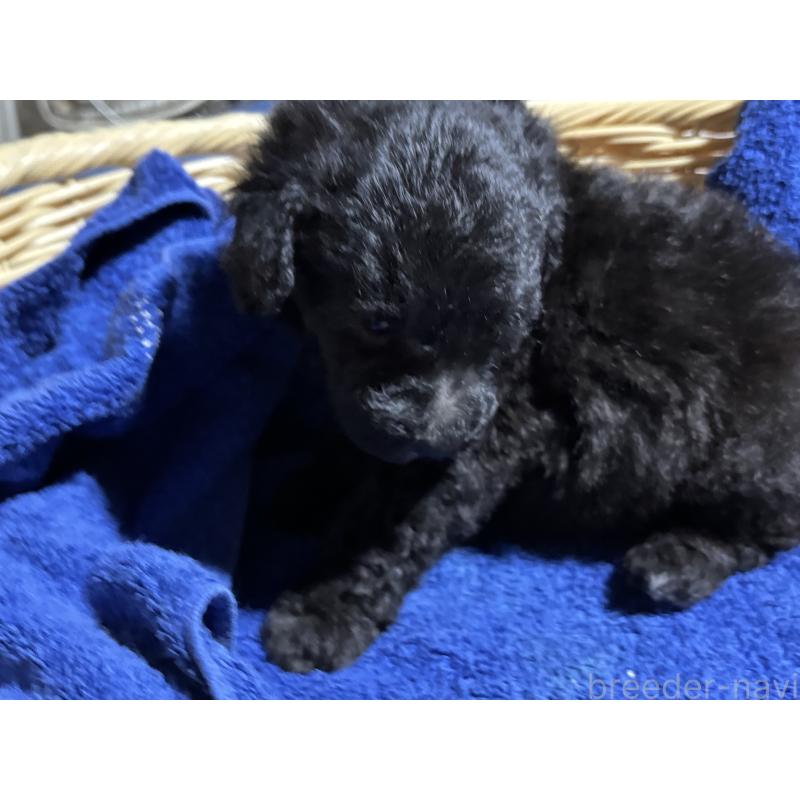 販売中の千葉県のトイプードル-430003の6枚目