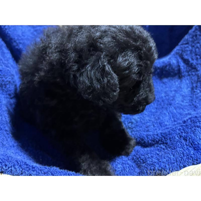 販売中の千葉県のトイプードル-430003の5枚目