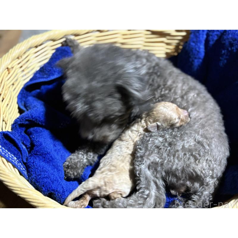 販売中の千葉県のタイニープードル-435468の5枚目