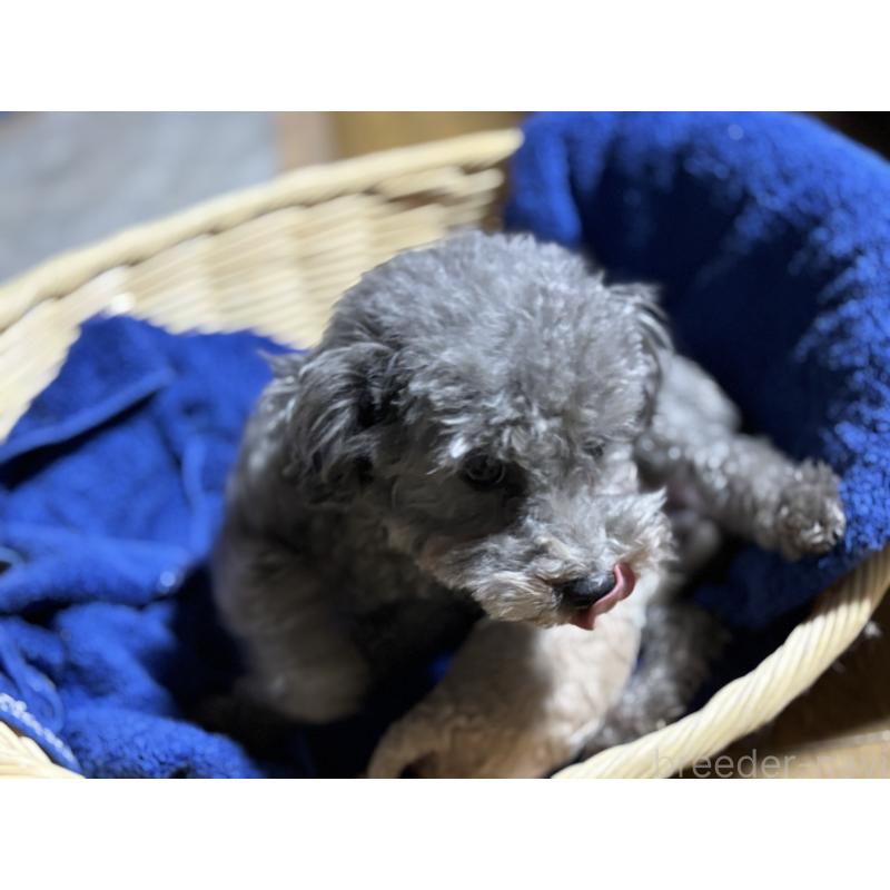 販売中の千葉県のタイニープードル-435468の4枚目
