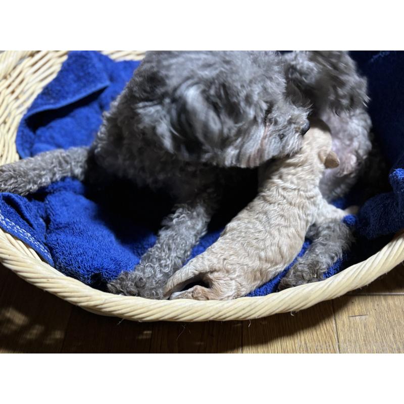 販売中の千葉県のタイニープードル-435468の2枚目