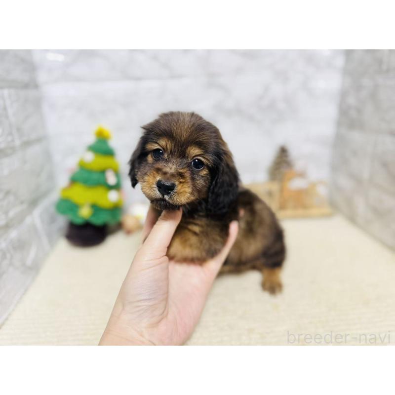 販売中の岐阜県のミニチュアダックスフンド(ロングヘアード)-435471の8枚目