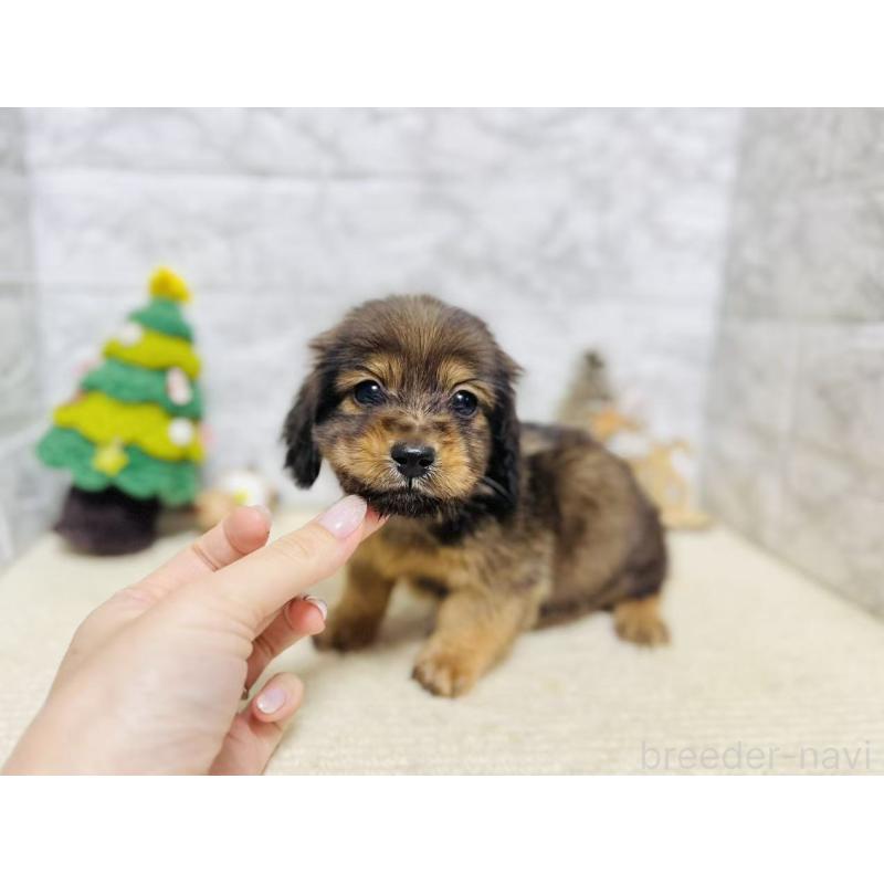 販売中の岐阜県のミニチュアダックスフンド(ロングヘアード)-435471の6枚目