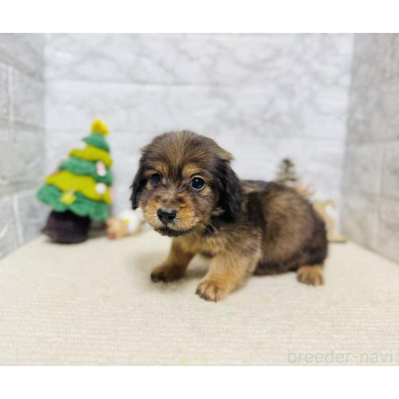 販売中の岐阜県のミニチュアダックスフンド(ロングヘアード)-435471の4枚目