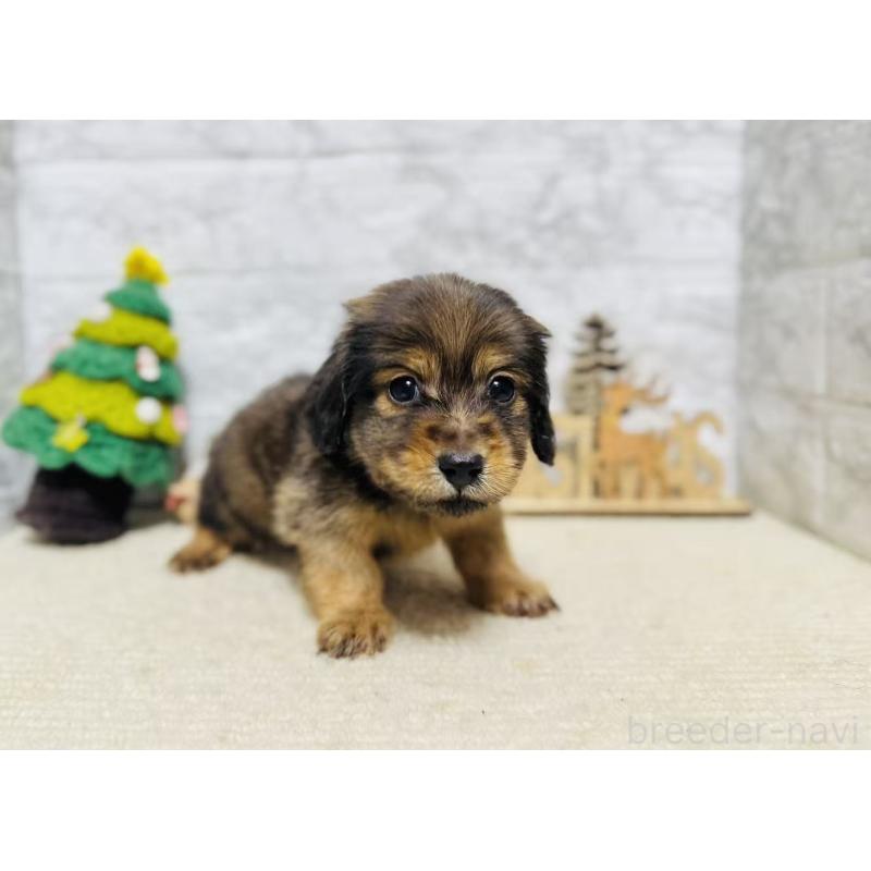 販売中の岐阜県のミニチュアダックスフンド(ロングヘアード)-435471の3枚目