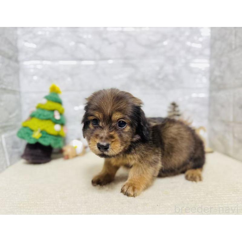 販売中の岐阜県のミニチュアダックスフンド(ロングヘアード)-435471の2枚目