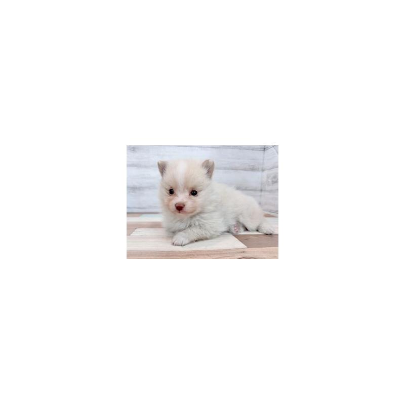 成約済の新潟県のポメラニアン-432550の5枚目