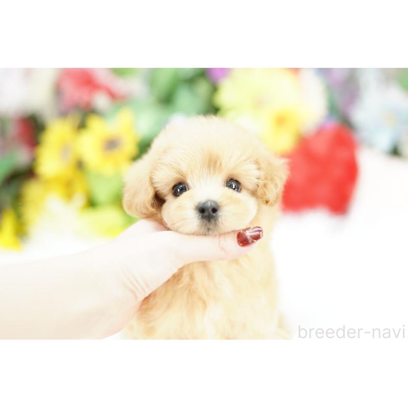 販売中の埼玉県のマルプー:マルチーズ×トイプードル-435470の4枚目