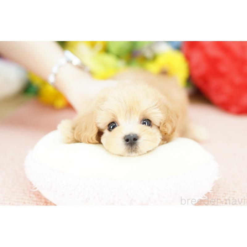 販売中の埼玉県のマルプー:マルチーズ×トイプードル-435470の3枚目