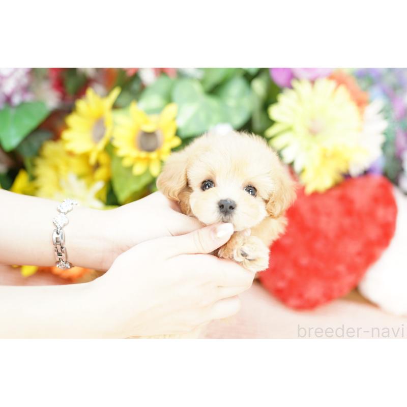 販売中の埼玉県のマルプー:マルチーズ×トイプードル-435470の2枚目