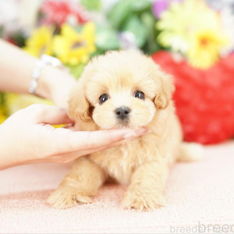 販売中の埼玉県のマルプー:マルチーズ×トイプードル-435470の1枚目