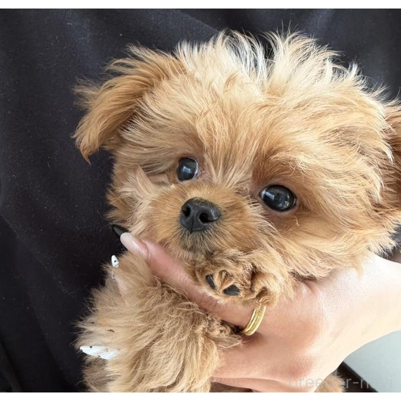 販売中の長崎県のチワプー:チワワ×トイプードル-427647の5枚目