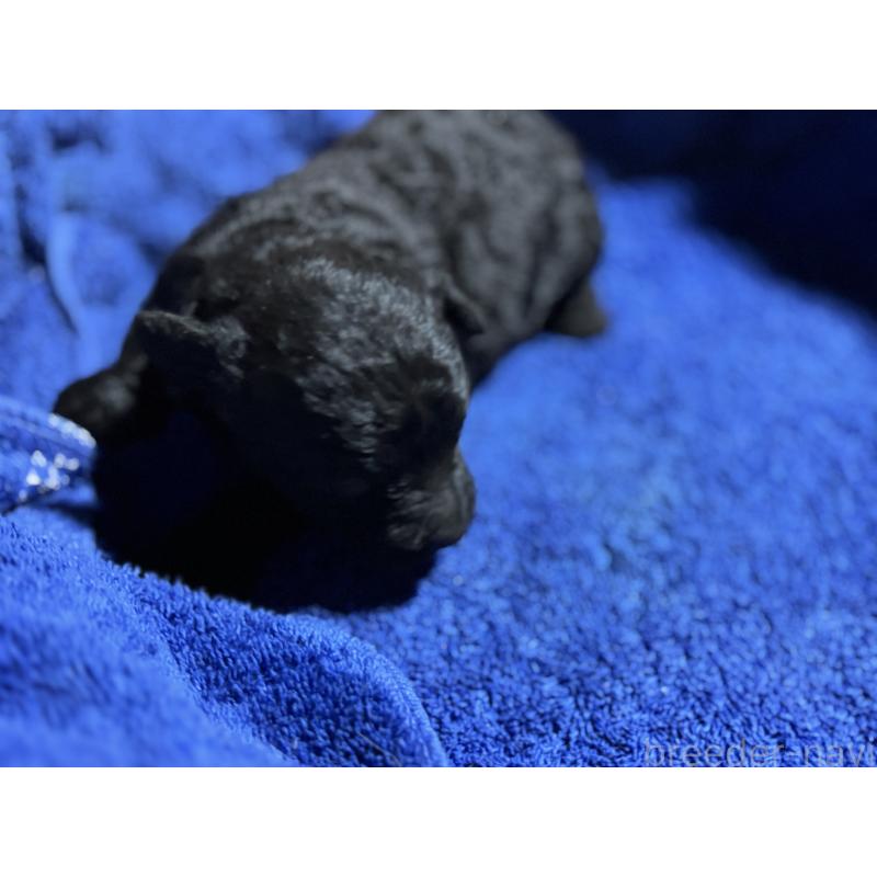 販売中の千葉県のトイプードル-435473の3枚目