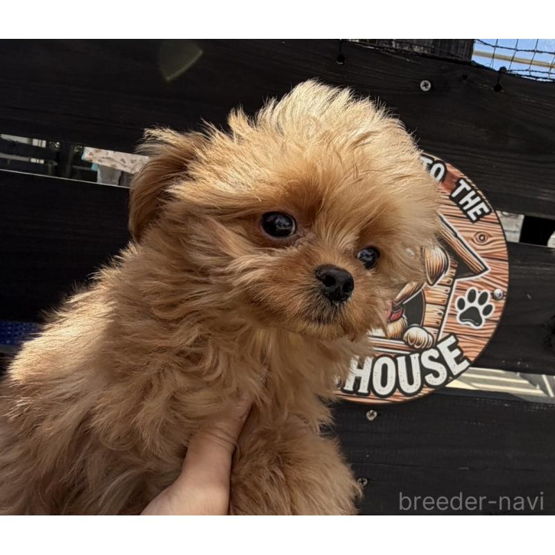 販売中の長崎県のチワプー:チワワ×トイプードル-427647の3枚目