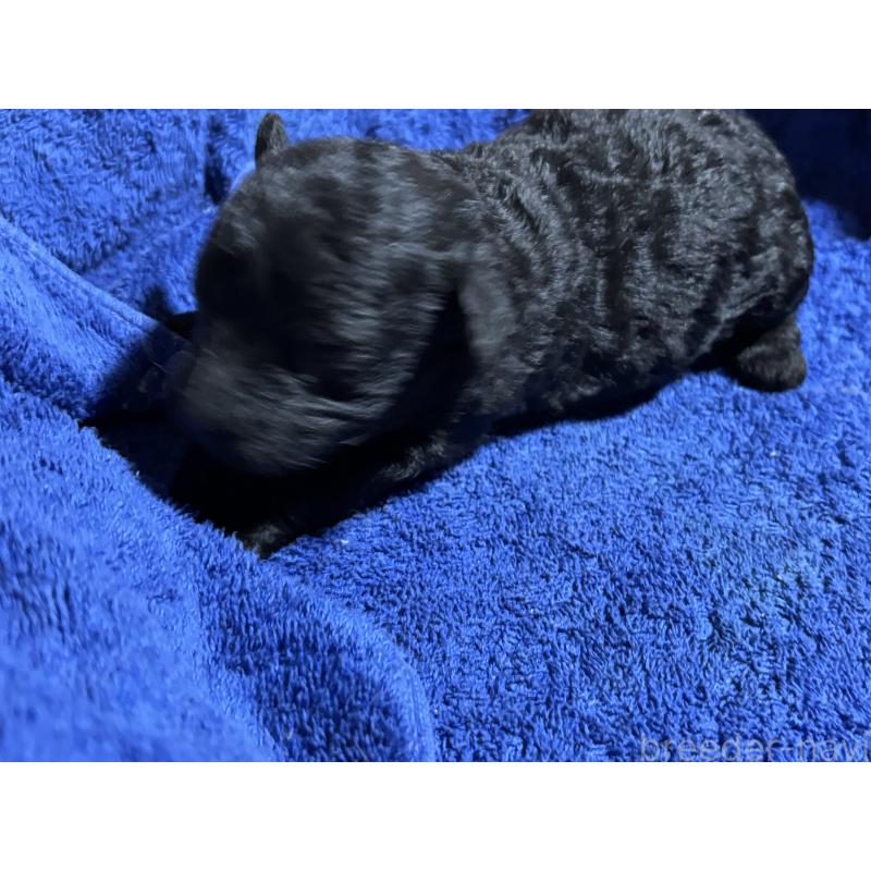 販売中の千葉県のトイプードル-435473の2枚目