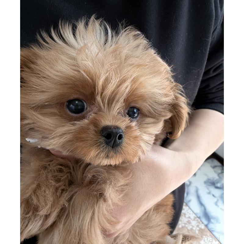 販売中の長崎県のチワプー:チワワ×トイプードル-427647の2枚目