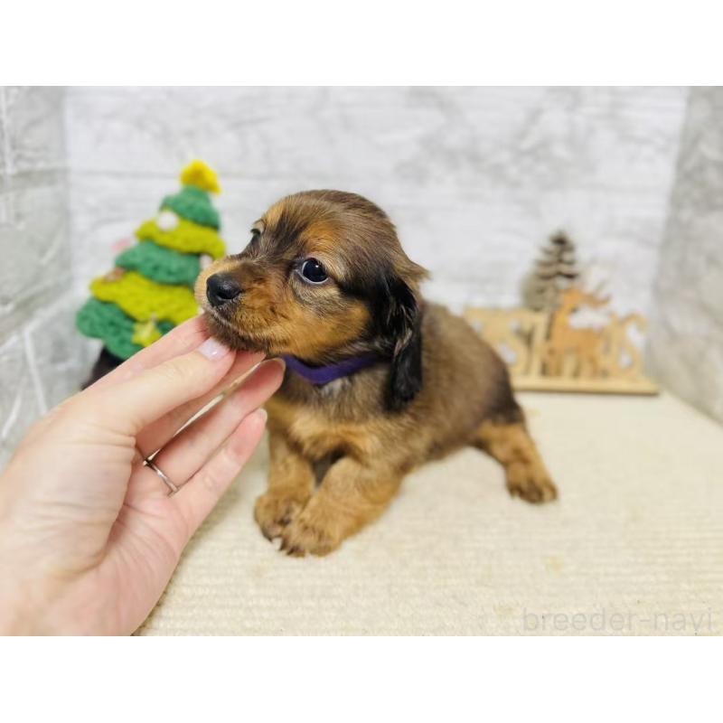 販売中の岐阜県のミニチュアダックスフンド(ロングヘアード)-435472の7枚目