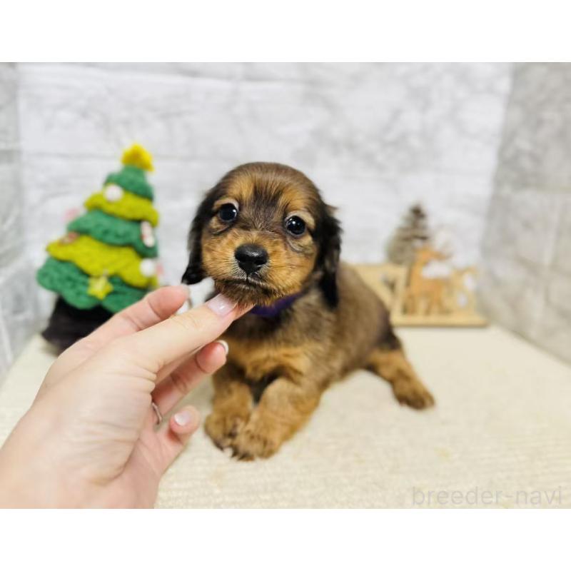 販売中の岐阜県のミニチュアダックスフンド(ロングヘアード)-435472の6枚目