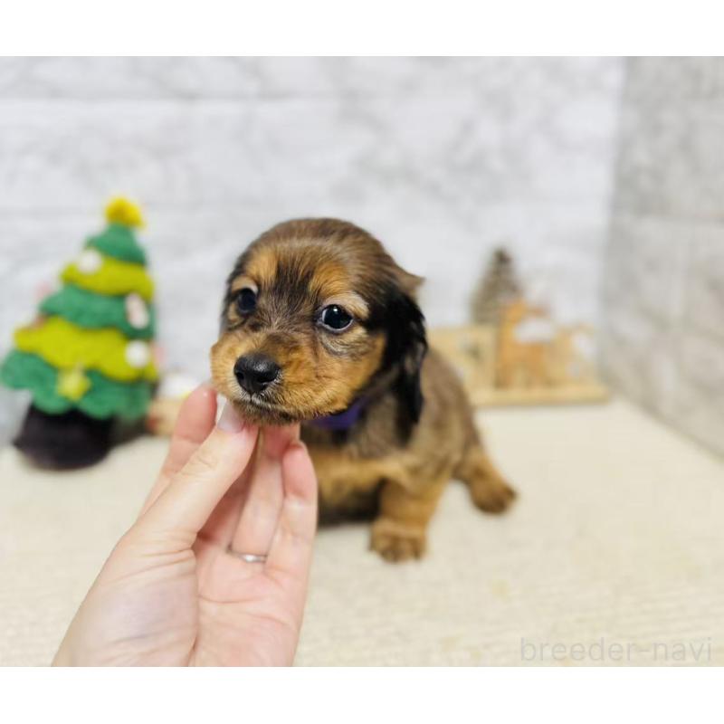 販売中の岐阜県のミニチュアダックスフンド(ロングヘアード)-435472の5枚目