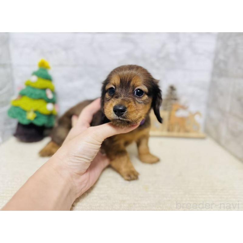 販売中の岐阜県のミニチュアダックスフンド(ロングヘアード)-435472の4枚目