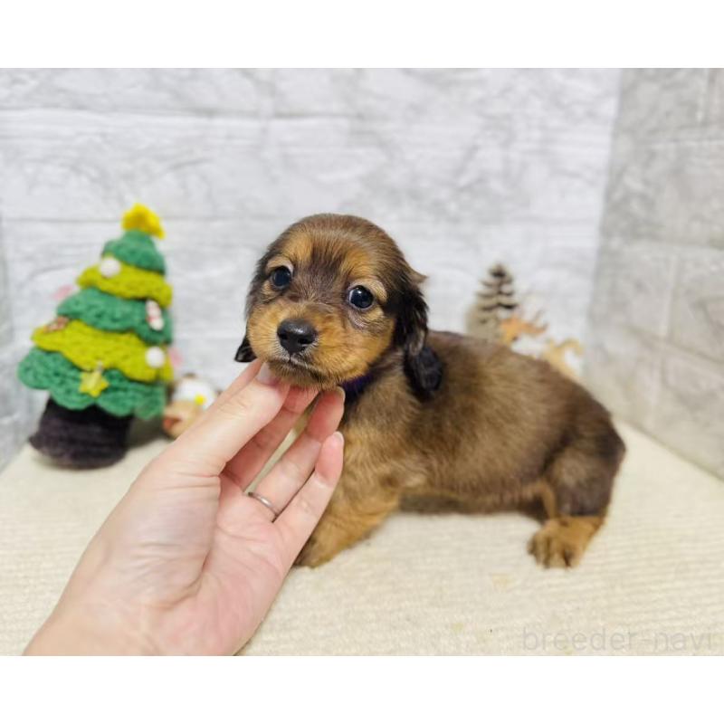 販売中の岐阜県のミニチュアダックスフンド(ロングヘアード)-435472の3枚目