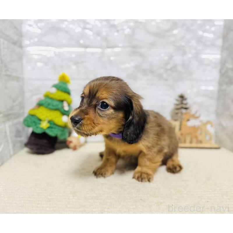 販売中の岐阜県のミニチュアダックスフンド(ロングヘアード)-435472の2枚目