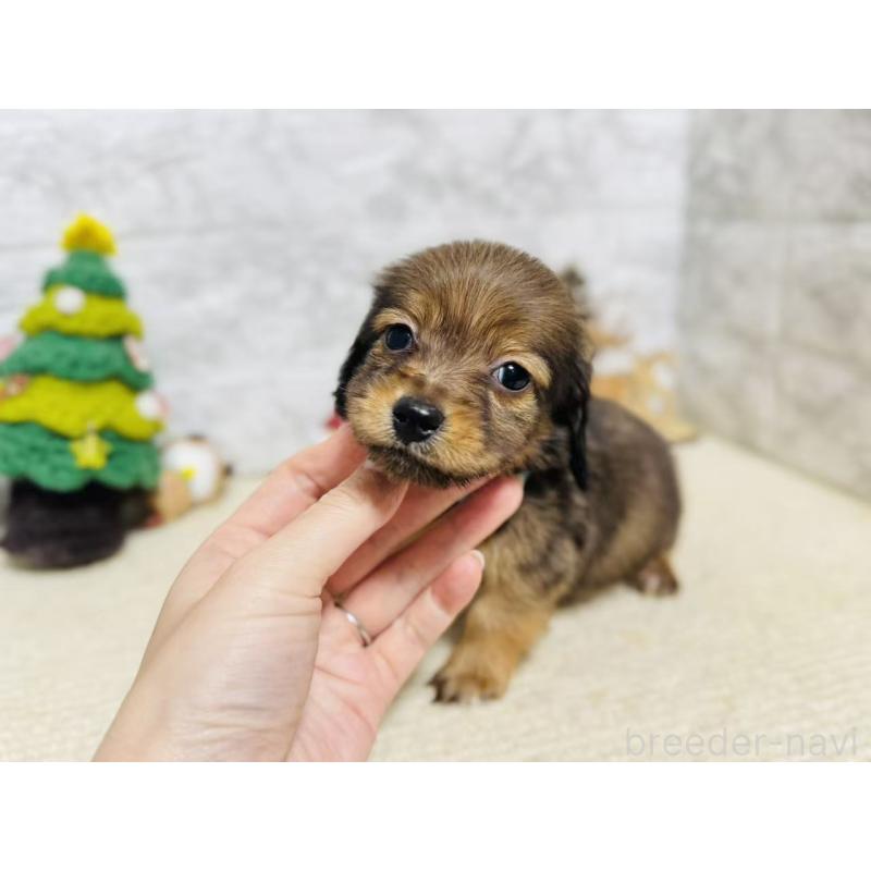 販売中の岐阜県のミニチュアダックスフンド(ロングヘアード)-435474の8枚目