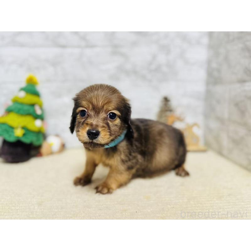 販売中の岐阜県のミニチュアダックスフンド(ロングヘアード)-435474の6枚目