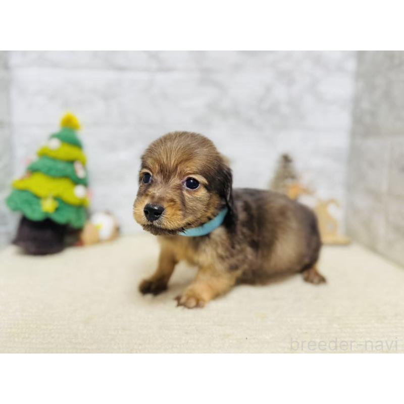 販売中の岐阜県のミニチュアダックスフンド(ロングヘアード)-435474の5枚目