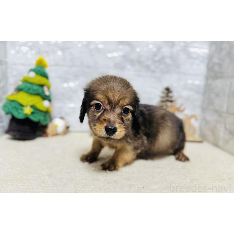 販売中の岐阜県のミニチュアダックスフンド(ロングヘアード)-435474の4枚目