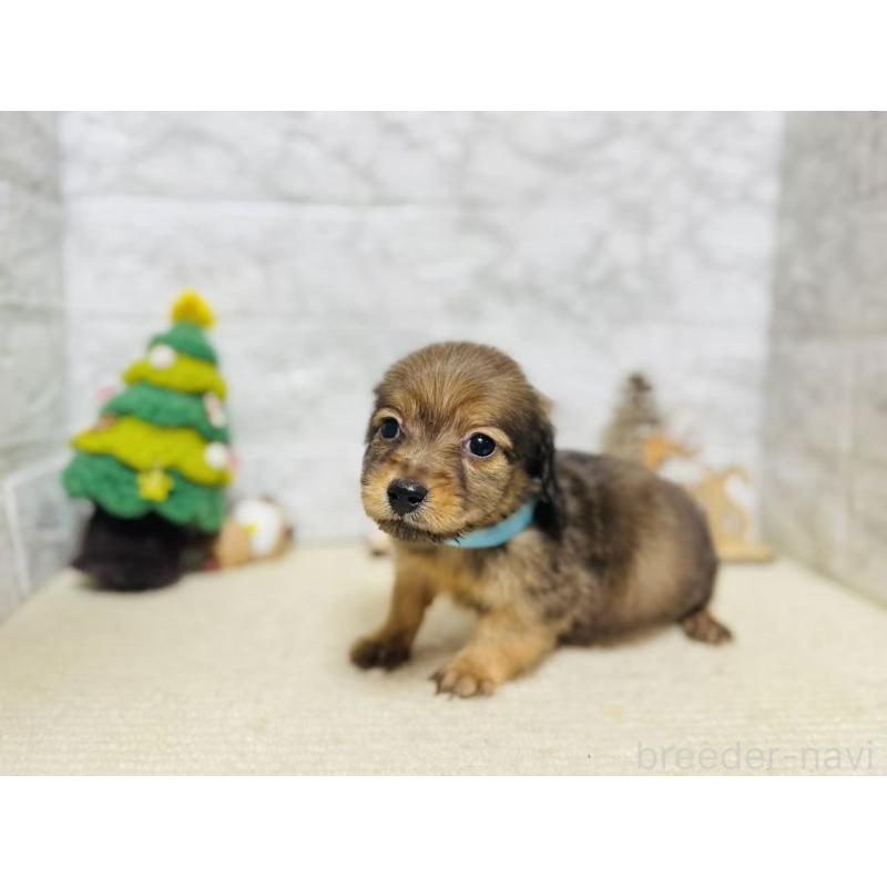 販売中の岐阜県のミニチュアダックスフンド(ロングヘアード)-435474の2枚目