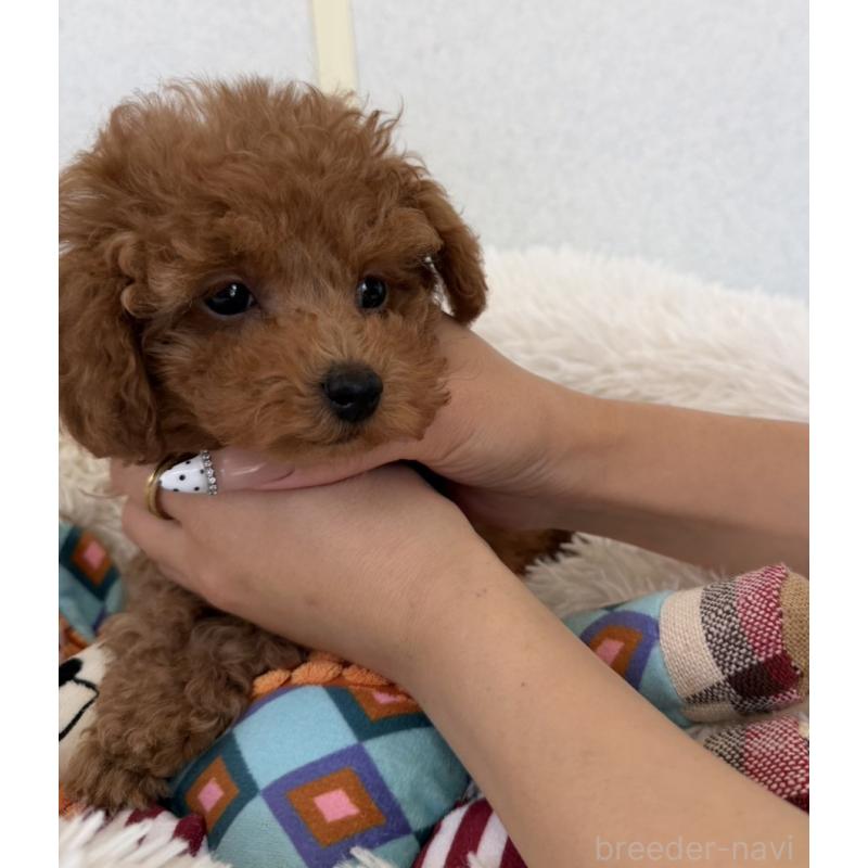 成約済の長崎県のタイニープードル-432942の4枚目