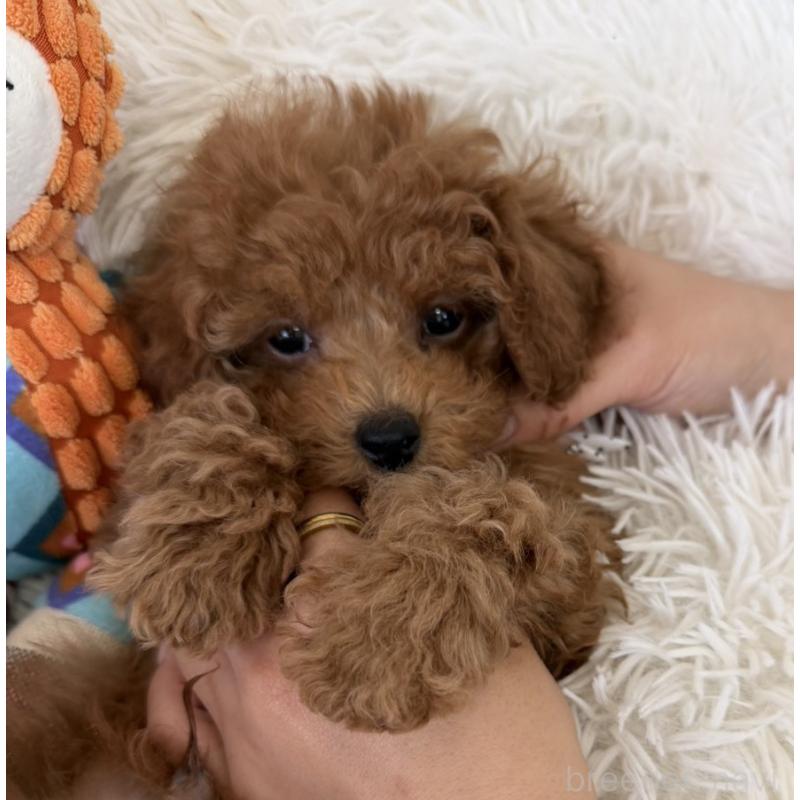 成約済の長崎県のタイニープードル-432942の3枚目