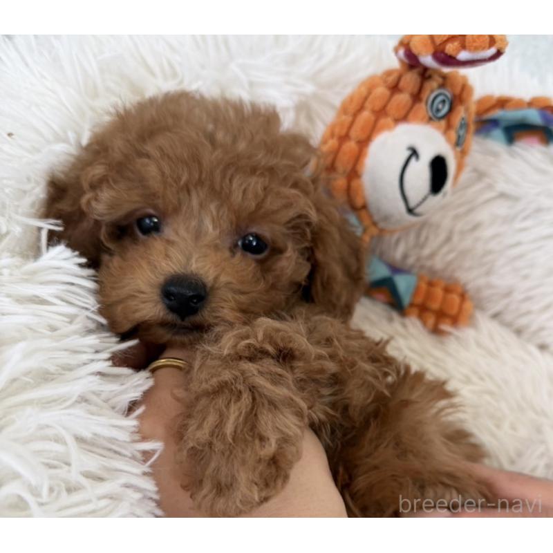 成約済の長崎県のタイニープードル-432942の2枚目