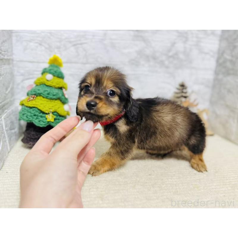 販売中の岐阜県のミニチュアダックスフンド(ロングヘアード)-435475の8枚目