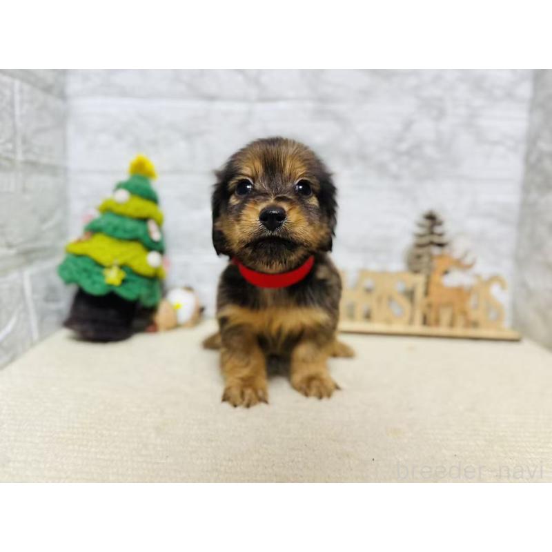 販売中の岐阜県のミニチュアダックスフンド(ロングヘアード)-435475の7枚目