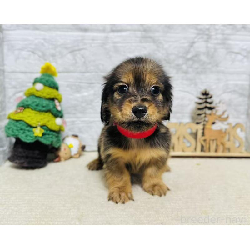 販売中の岐阜県のミニチュアダックスフンド(ロングヘアード)-435475の6枚目