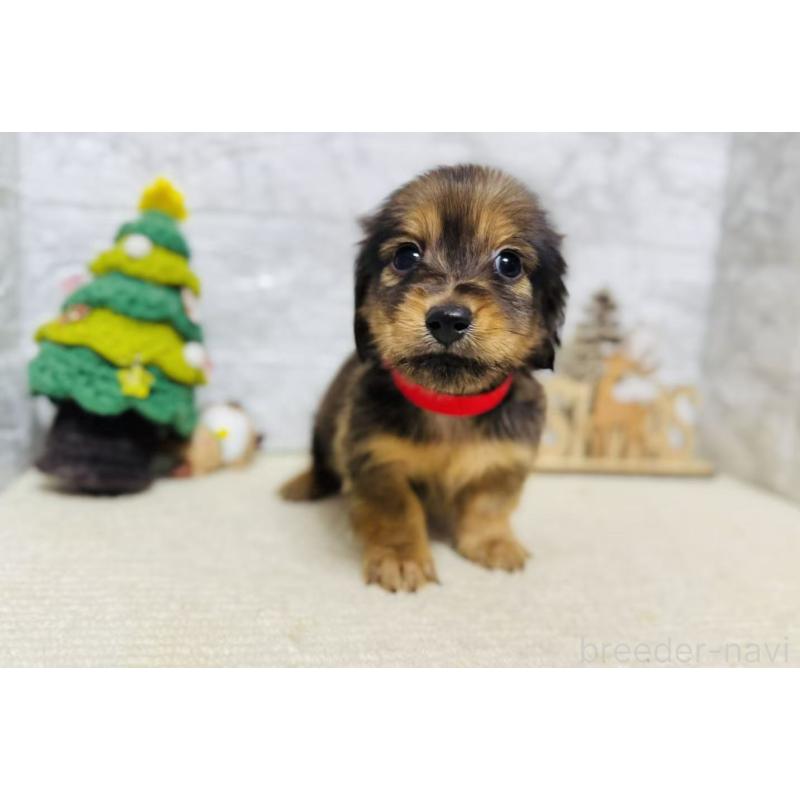 販売中の岐阜県のミニチュアダックスフンド(ロングヘアード)-435475の5枚目