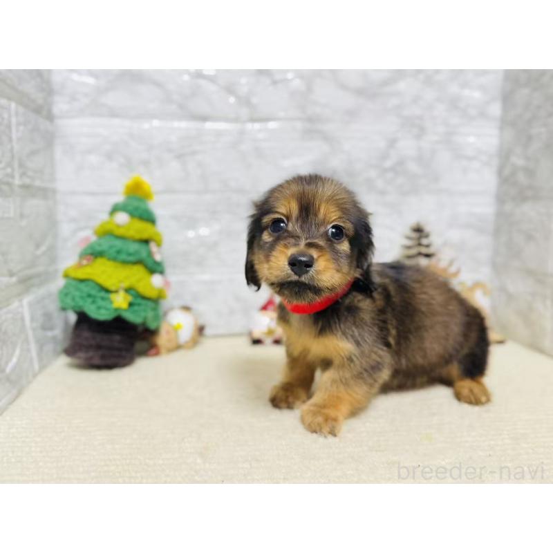 販売中の岐阜県のミニチュアダックスフンド(ロングヘアード)-435475の4枚目