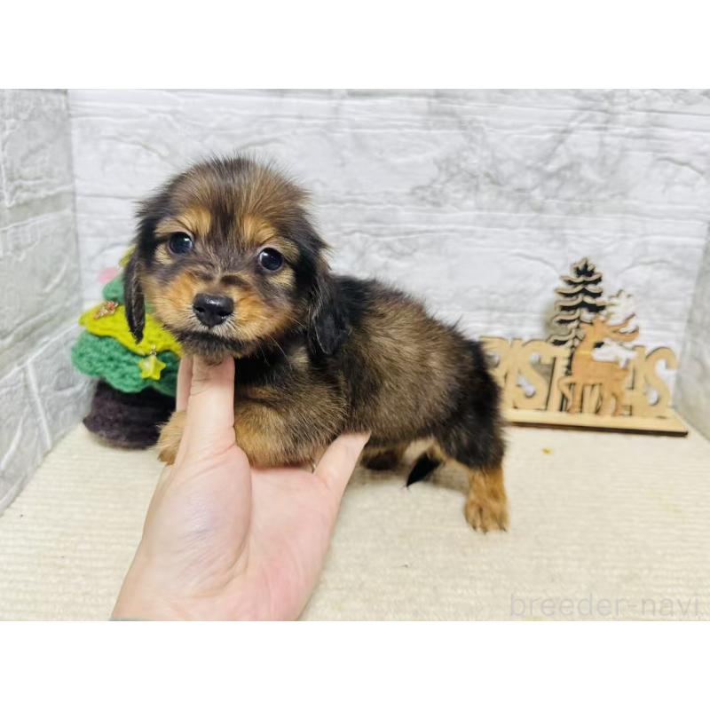 販売中の岐阜県のミニチュアダックスフンド(ロングヘアード)-435475の2枚目