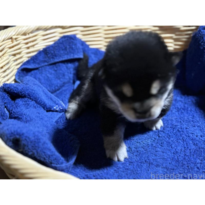 販売中の千葉県の柴犬-435479の4枚目