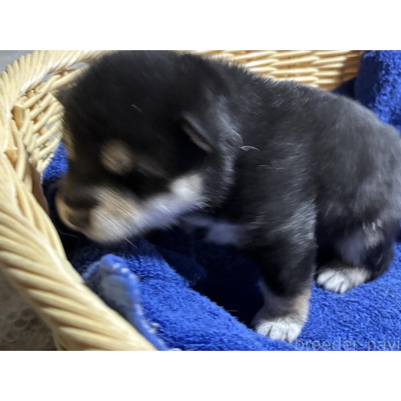 販売中の千葉県の柴犬-435479の3枚目