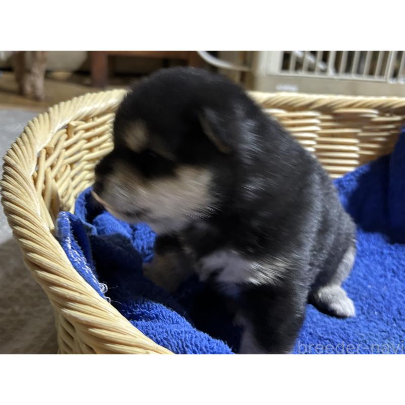 販売中の千葉県の柴犬-435479の2枚目