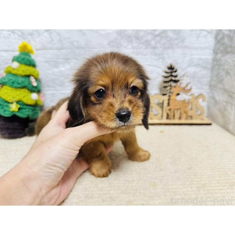 販売中の岐阜県のミニチュアダックスフンド(ロングヘアード)-435476の11枚目