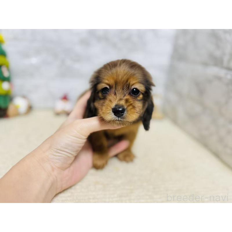 販売中の岐阜県のミニチュアダックスフンド(ロングヘアード)-435476の10枚目