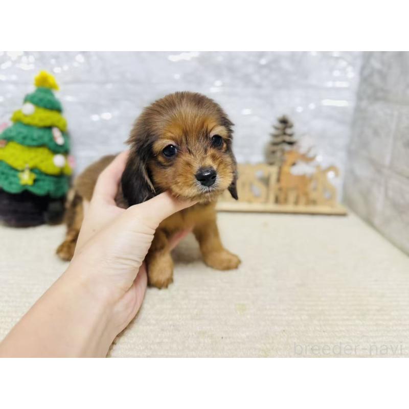 販売中の岐阜県のミニチュアダックスフンド(ロングヘアード)-435476の9枚目